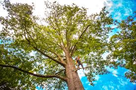 Best Commercial Tree Services  in Lost Hills, CA