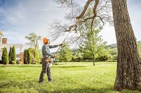 Trusted Lost Hills, CA Tree Services Experts