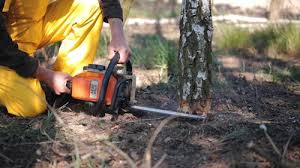 Best Tree Maintenance Programs  in Lost Hills, CA