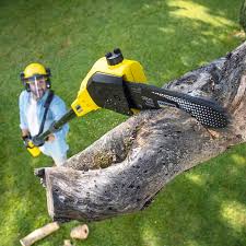 Best Arborist Consultation Services  in Lost Hills, CA