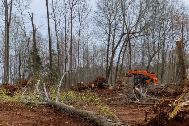 How Our Tree Care Process Works  in  Lost Hills, CA