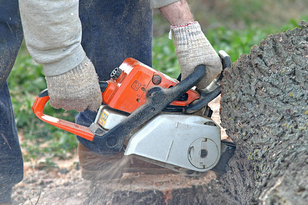 Best Stump Grinding and Removal  in Lost Hills, CA