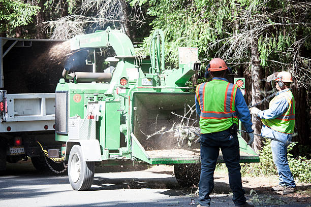 Best Tree Disease Treatment  in Lost Hills, CA