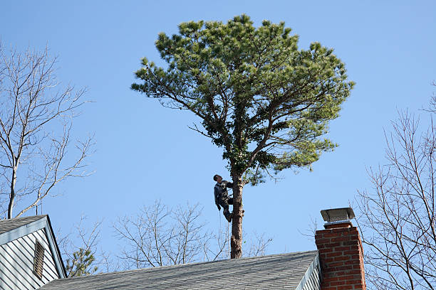 Best Utility Line Clearance  in Lost Hills, CA