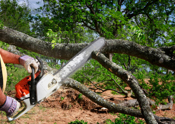 Best Seasonal Cleanup  in Lost Hills, CA