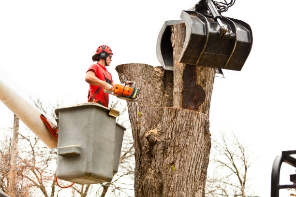 Best Tree Removal Service  in Lost Hills, CA